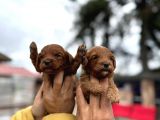 Çok Güzel Cockapoo Yavrularimiz , Hipoalerjenik, Tüy Dökmez, Orjinal