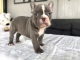 EGZOTİK BLUE FRENCH BULLDOG BEBEĞİMİZ
