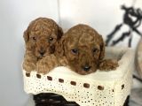 Red Toy Poodle Dişi Yavrular