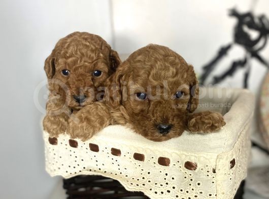 Red Toy Poodle Dişi Yavrular görsel