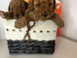 Red Toy Poodle Dişi Yavrular