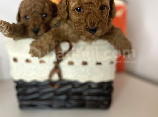 Red Toy Poodle Dişi Yavrular