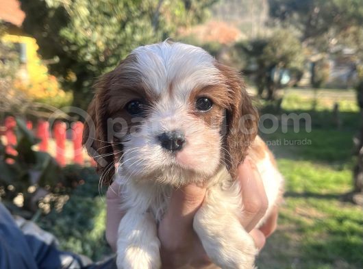 Mükemmel , Safkan Cavali̇er King Charles Bebekler görsel