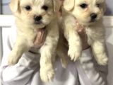 Maltese Terri̇er Safkan Mi̇ni̇ Yavrularimiz