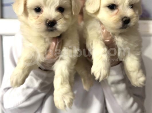 Maltese Terri̇er Safkan Mi̇ni̇ Yavrularimiz görsel