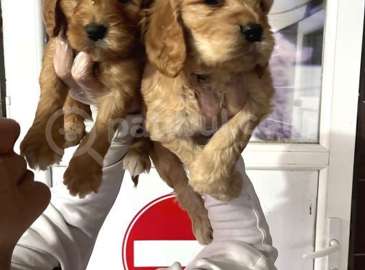 Çok Güzel Ameri̇kan Cocker Bebekleri̇mi̇z görsel