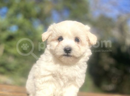 Di̇zayn Irk Orji̇nal Malti̇poo Bebekler