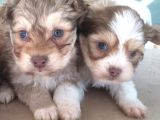 Ufak Dostunuz, Üç Adet Maltipoo Yavrumuz