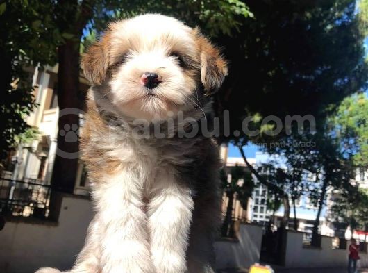Ufak Dostunuz, Üç Adet Maltipoo Yavrumuz görsel