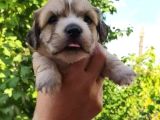 Ufak dostunuz, üç adet Maltipoo yavrumuz