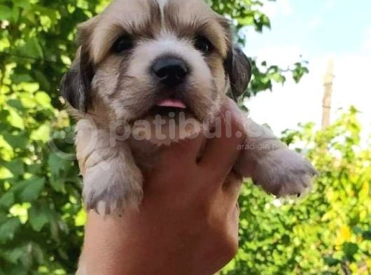 Ufak Dostunuz, Üç Adet Maltipoo Yavrumuz