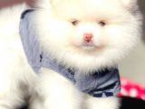 Pomeranian Tea Cup بوميرانيان Teddy Bear