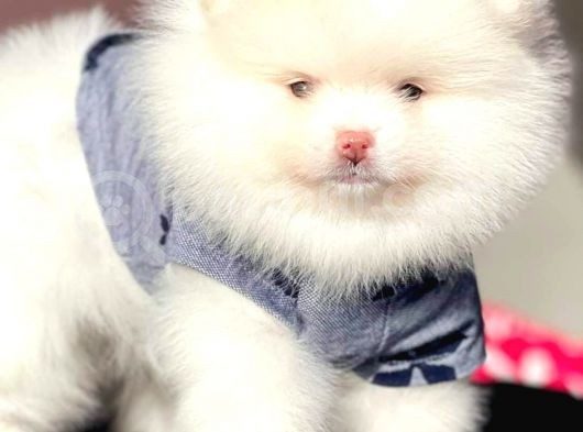 Pomeranian Tea Cup بوميرانيان Teddy Bear görsel