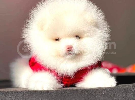 Pomeranian Tea Cup بوميرانيان Teddy Bear görsel