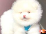 Pomeranian Tea Cup بوميرانيان Teddy Bear