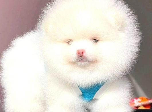 Pomeranian Tea Cup بوميرانيان Teddy Bear görsel