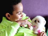 Pomeranian Tea Cup بوميرانيان Teddy Bear