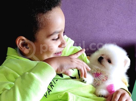 Pomeranian Tea Cup بوميرانيان Teddy Bear