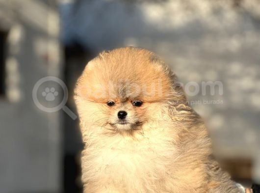 Safkan Pomeranian Boo Bebeklerimiz görsel