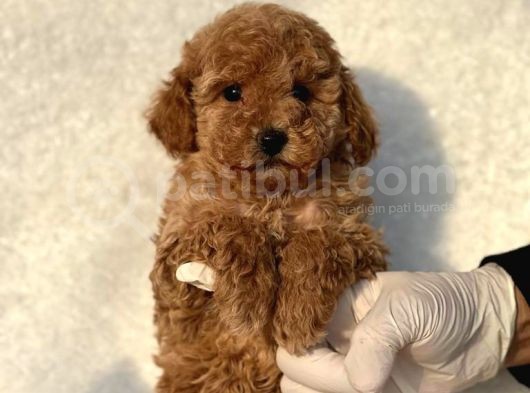 Orijinal Safkan Toy Poodle Bebekler