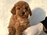 Orijinal Safkan Toy Poodle Bebekler