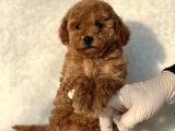 Orijinal Safkan Toy Poodle Bebekler