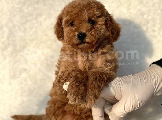 Orijinal Safkan Toy Poodle Bebekler görsel