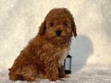 Mini Boy Çiftliğimizden Poodle Bebeklerimiz