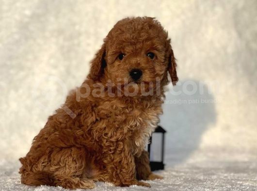 Mini Boy Çiftliğimizden Poodle Bebeklerimiz görsel