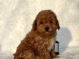 Mini Boy Çiftliğimizden Poodle Bebeklerimiz