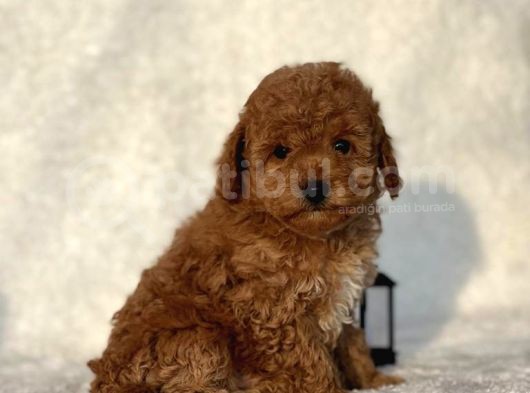 Mini Boy Çiftliğimizden Poodle Bebeklerimiz