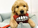 Orji̇nal Baby Face A+ Golden Retri̇ever Bebek