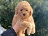 Mi̇nyatür Poodle Yavrular Show Görsel