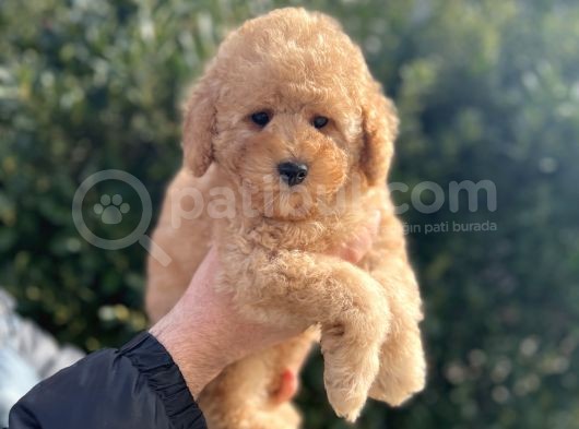 Mi̇nyatür Poodle Yavrular Show Görsel görsel