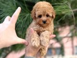 Xxs Mi̇ni̇ Toy Poodle Yavrular