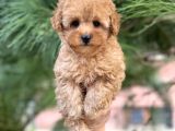 Xxs Mi̇ni̇ Toy Poodle Yavrular