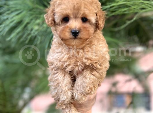 Xxs Mi̇ni̇ Toy Poodle Yavrular görsel