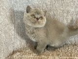 Baby Face Orji̇nal Bri̇ti̇sh Shorthai̇r Di̇şi̇ Ve Erkek Yavrular
