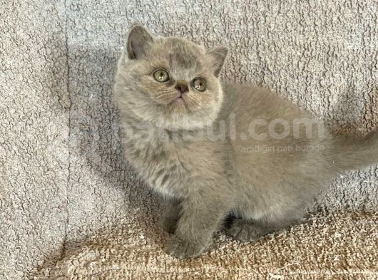 Baby Face Orji̇nal Bri̇ti̇sh Shorthai̇r Di̇şi̇ Ve Erkek Yavrular görsel