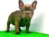 En Özel Blue Renk French Bulldog