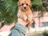 Tea Cup Poodle Yavrulari