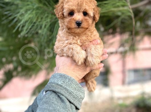 Tea Cup Poodle Yavrulari görsel