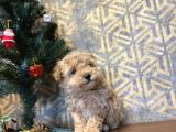 A Kali̇te Toy Poodle Bebekler Çi̇ftli̇ği̇mi̇zden