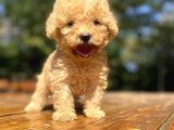 Mi̇ni̇ Boy Orji̇nal Toy Poodle Bebekler Çi̇ftli̇ği̇mi̇zden