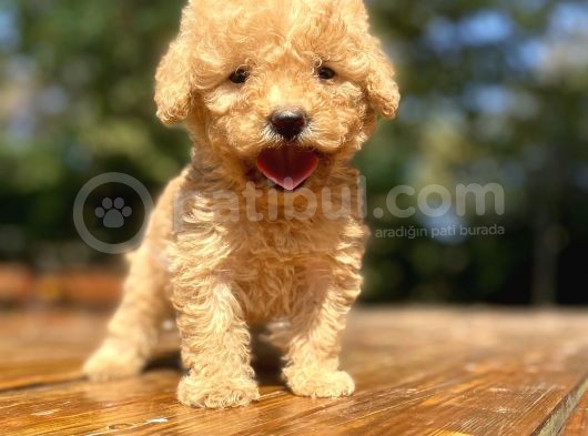 Mi̇ni̇ Boy Orji̇nal Toy Poodle Bebekler Çi̇ftli̇ği̇mi̇zden görsel
