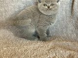 Baby Face Orji̇nal Bri̇ti̇sh Shorthai̇r Di̇şi̇ Ve Erkek Yavrular