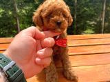 Toy Poodle Eğitimli Aşılı Yavrular