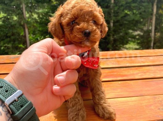 Toy Poodle Eğitimli Aşılı Yavrular görsel