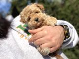 Teacup Di̇şi̇ Poodle Bebeği̇mi̇z