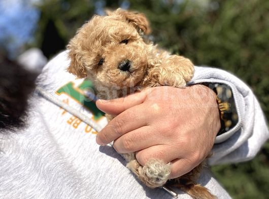 Teacup Di̇şi̇ Poodle Bebeği̇mi̇z görsel